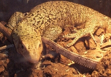 Female Melinus