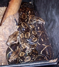 Gravid adult El Salvadors 2005
