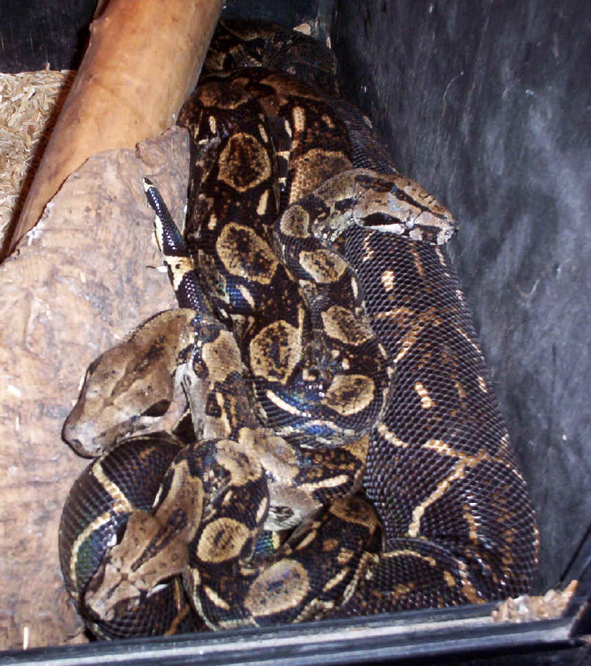 Gravid adult El Salvadors 2005
