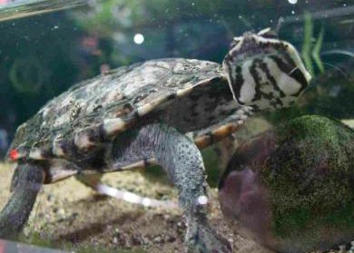 turtle