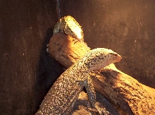 Melinus pair