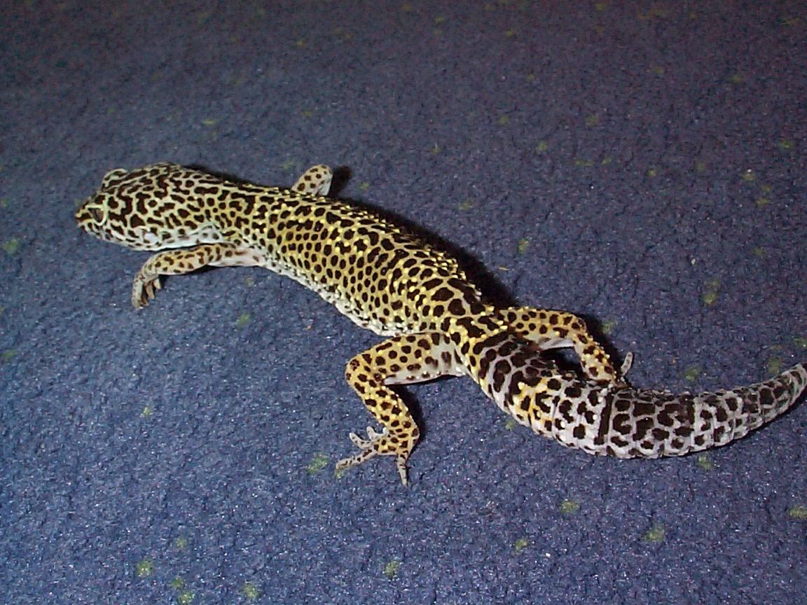 leopard gecko2
