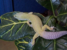 leopard gecko 1