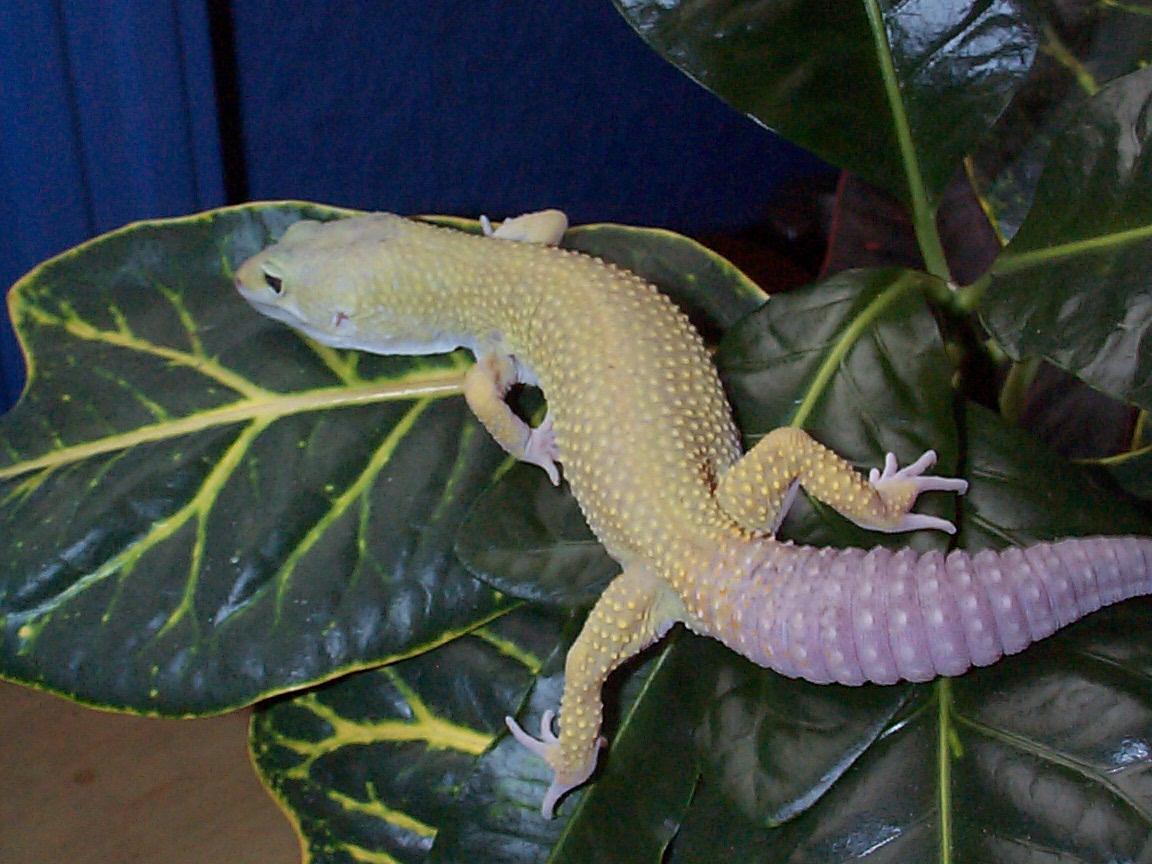 leopard gecko 1