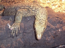 Male Melinus