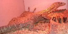Melinus Male