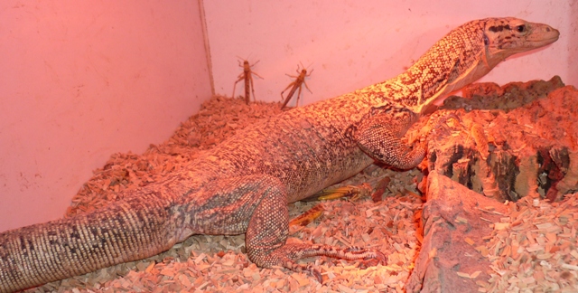 Melinus Male
