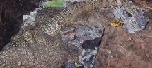 Melinus giggy giggy