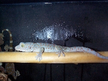 tokay