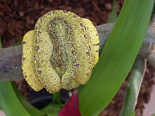 aru female mw