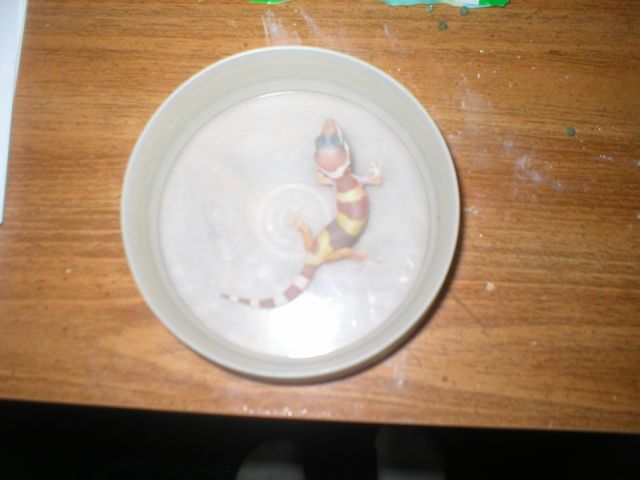 New Leo! (Bart)