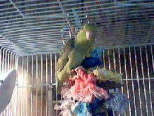 Mr. Bean(Parrotlet)