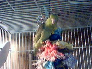 Mr. Bean(Parrotlet)