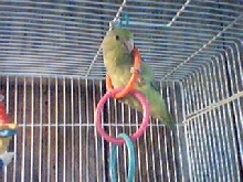 mr. bean hangin
