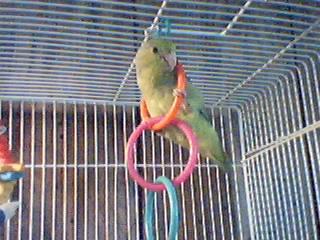 mr. bean hangin