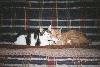 Stanley and Pookey 2007