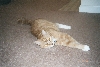 Pookey 2007