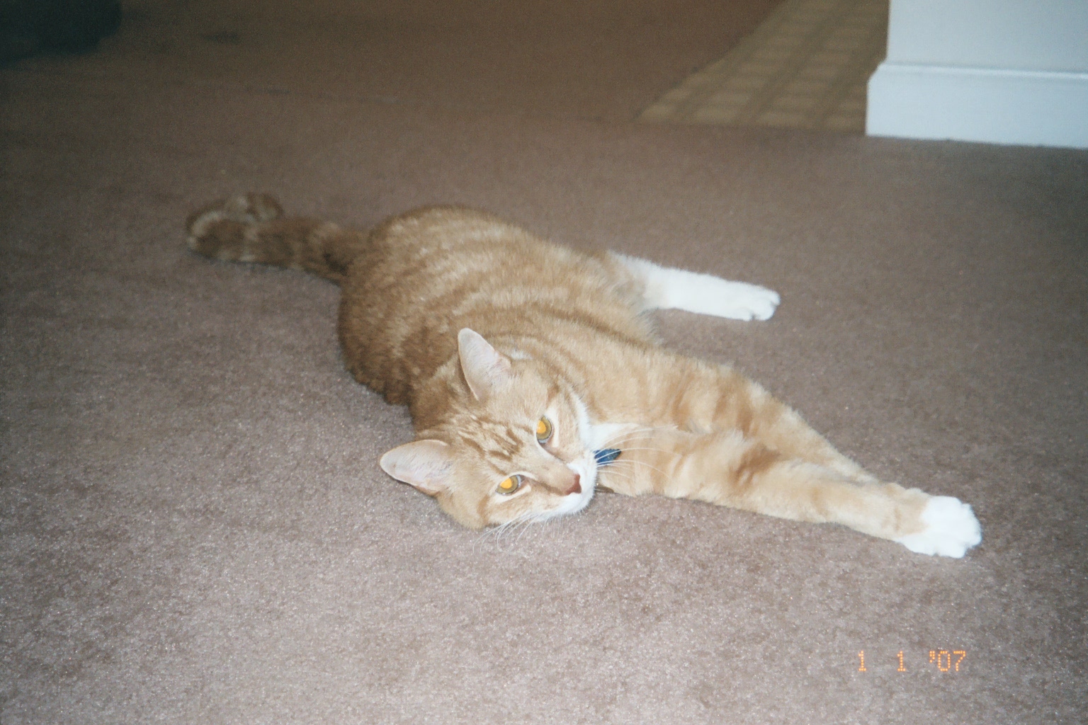 Pookey 2007