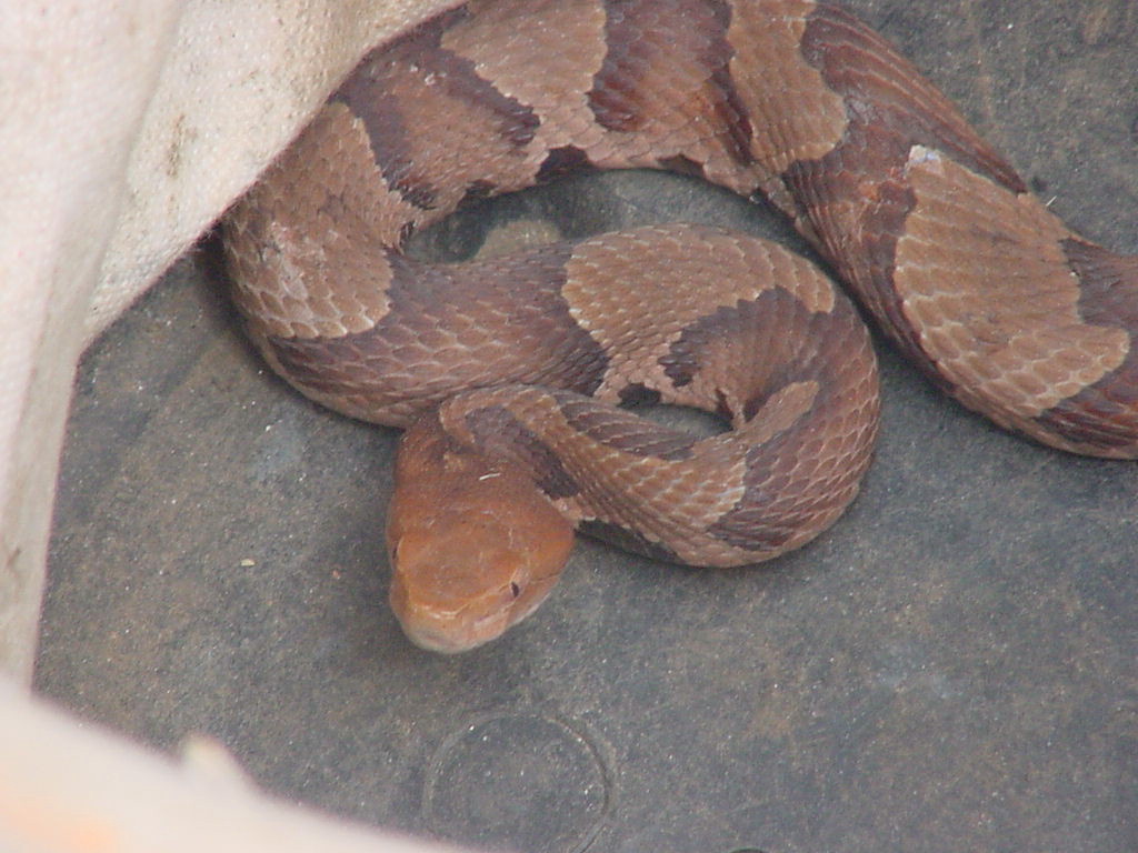 copperhead