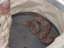 Copperhead 2