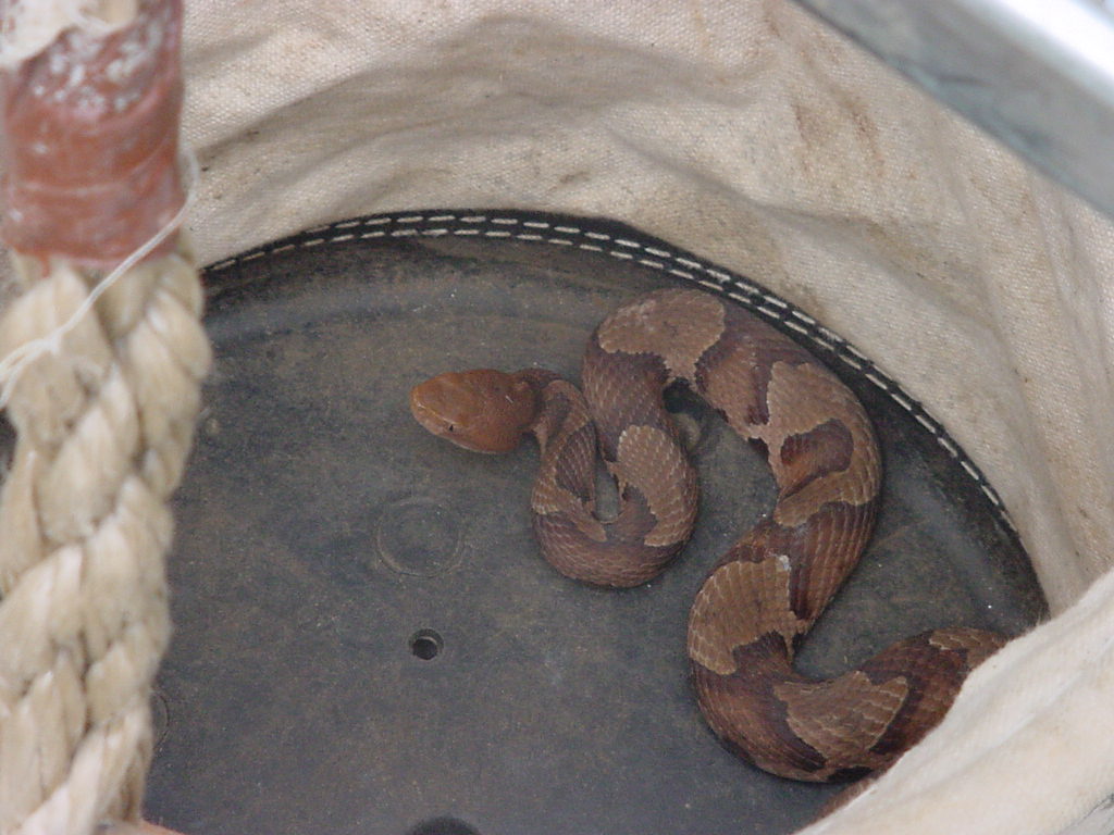 Copperhead 2