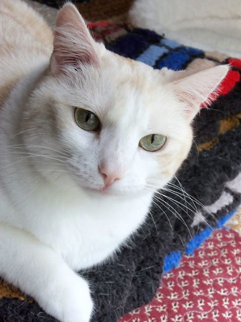 Sparkle Age 7