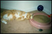 Pookey w/Toys