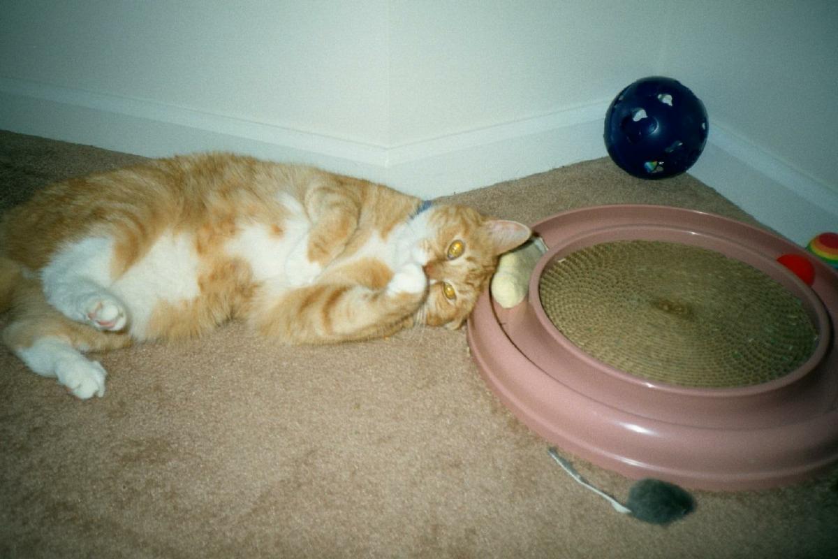 Pookey w/Toys