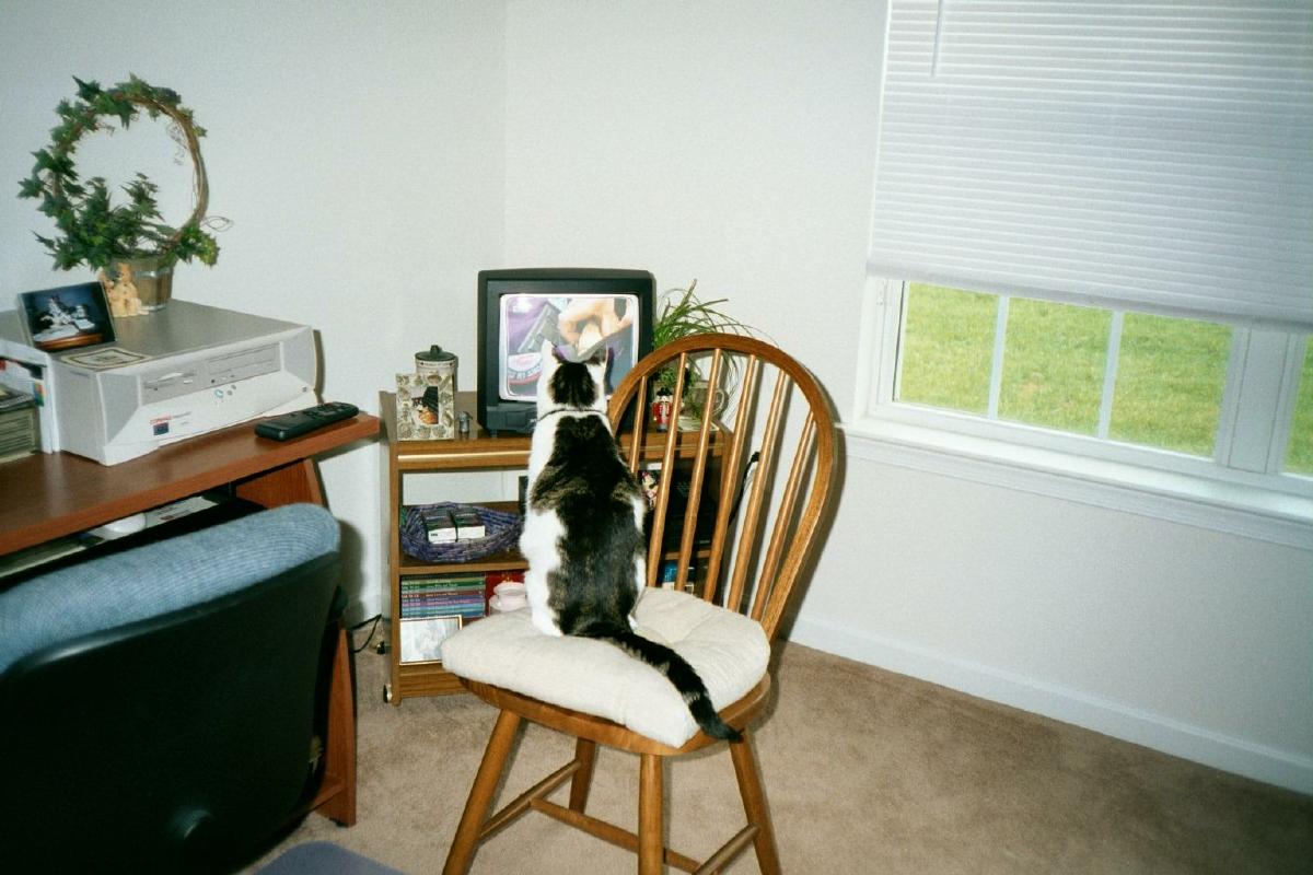 Stanley and Animal Planet