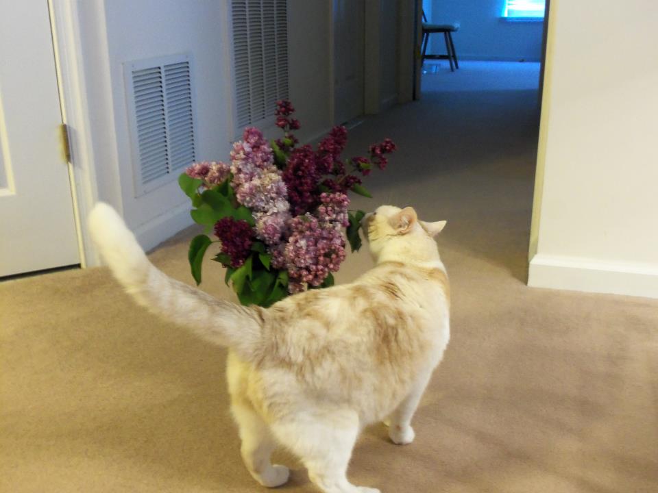 Flowers (Sparkle)