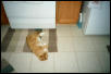 Pookey vs. the Icemaker Monster