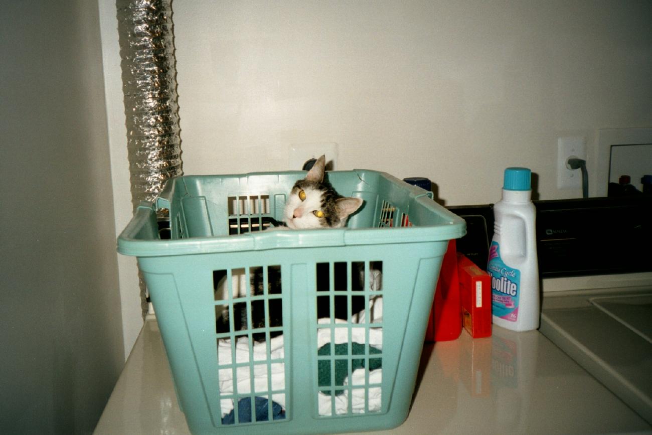 Stanley in Laundry Basket