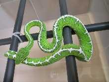 05 Female