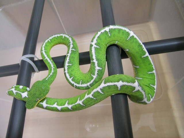 05 Female