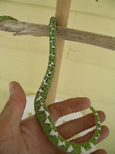 Diamond Female
