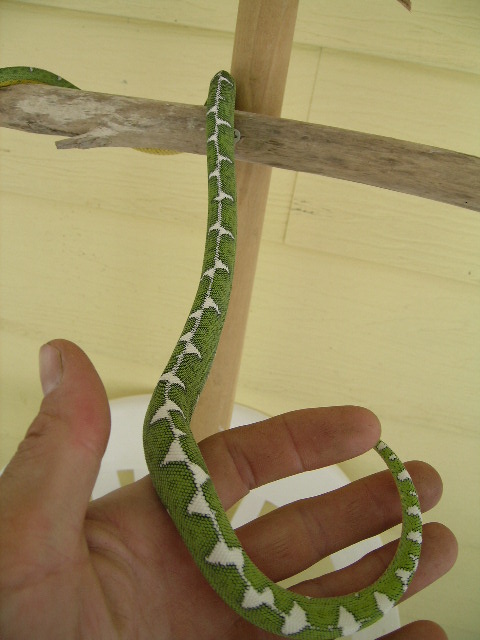 Diamond Female
