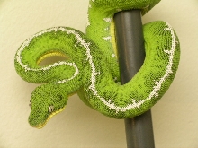 04 DGS female