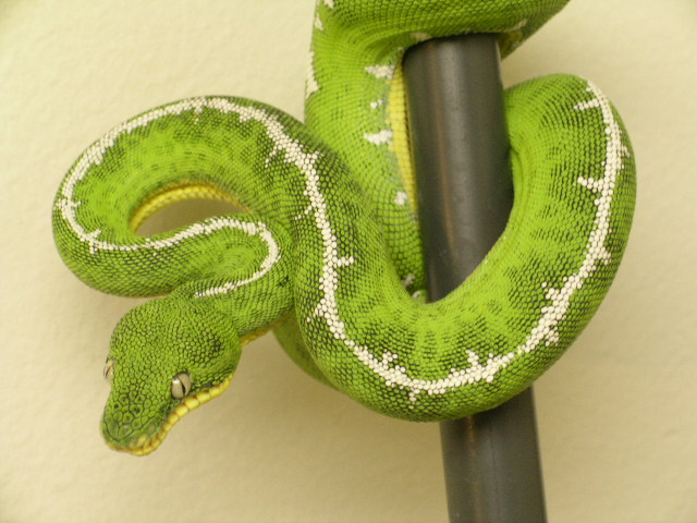 04 DGS female