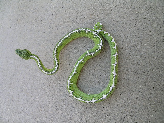 Amazon Basin