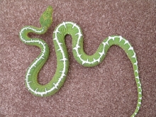 SIB