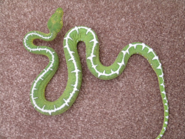 SIB