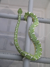 "Snowcap" -05 female