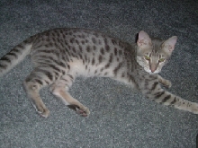 Lazy on the carpet