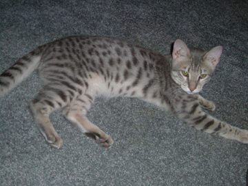 Lazy on the carpet