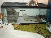 Leo Tank