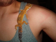 new leo again