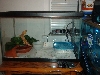 leo in tank