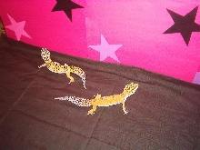 girlsstars