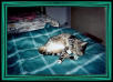 Corkie on the blue heated blanket