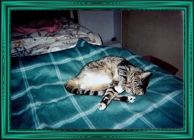 Corkie on the blue heated blanket